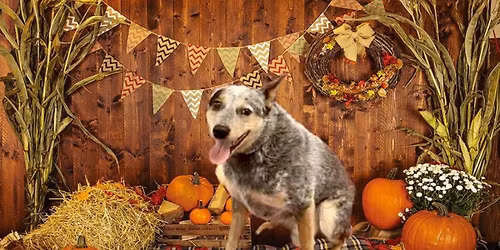 Thanksgiving Lodging Party