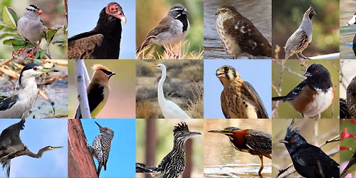 Birding in the Park with Red Rock Audubon