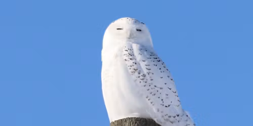 North Wellington Winter Birds - Self Driving Tour