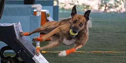 Flyball Interest Meeting