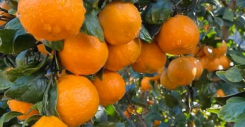 POWAY: All About Citrus - Care & Culture with John Clements