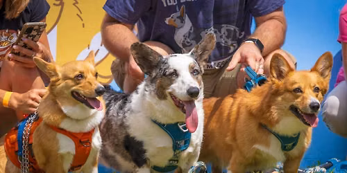 Corgi Fest 2026