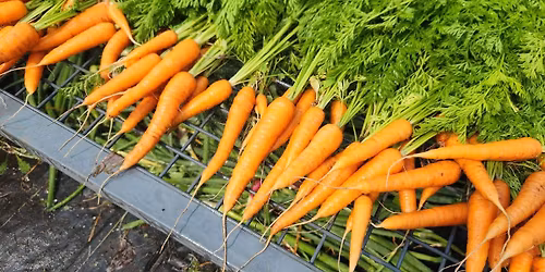 How to Grow Root Vegetables Workshop