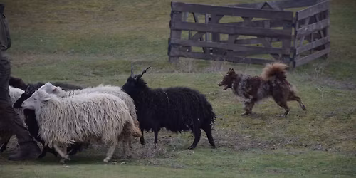 F\u00e9nyes Mudi Klub teny\u00e9szszemle, karakterteszt, NHAT, HWT