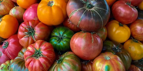 Heirloom Tomato Festival at the Carroll County Farmer's Market