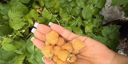 Puyallup Community Field Work Days