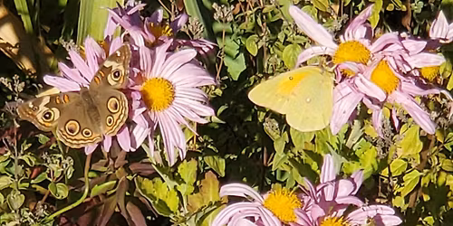 The Art of Butterfly Habitat! 