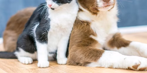 Low-cost pet immunization clinic
