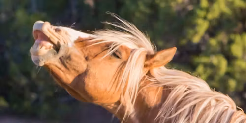 November Business Meeting