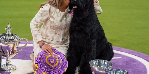 Best In Show