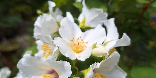 A Garden Adventure in France - a talk by Gillian Taylor
