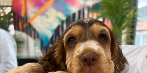 Cocker Spaniels Derby 