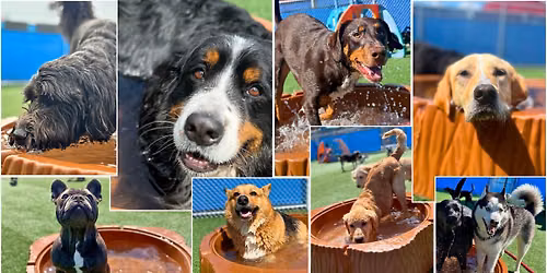 Agility Groundwork Class Thursday, June 11 @ 5:00PM