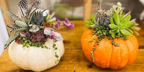 Succulent Pumpkin Workshop