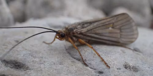 Open Tie on Post - SRU