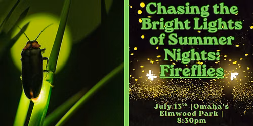 Chasing the Bright Lights of Summer Nights: Fireflies