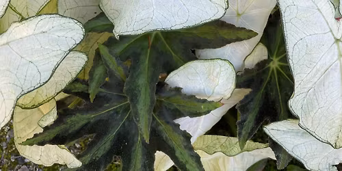 Garden Class: Shade Gardening