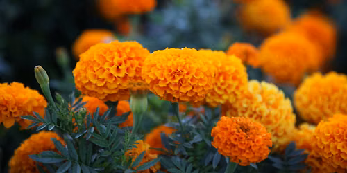 Adult Gardening Class