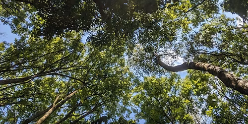 Spring Forest Bathing at Clifton Country Park