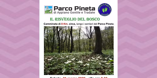 Il risveglio del bosco