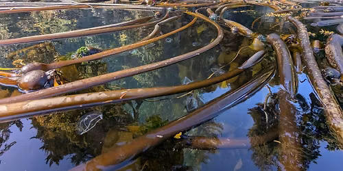 Art Adventure Package: Kayaking, Kelp, and Creativity!