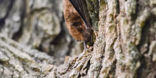 Let's Explore Bats!