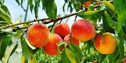 Intro to Growing Peaches and Other Stone Fruit in MN