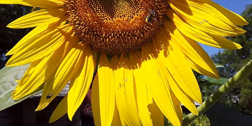 \ud83d\udc1dLearn2Grow Kids Workshop: Bee Kind to Pollinators