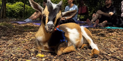 Lower Gwynedd Township Baby Goat Yoga