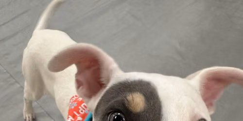 Adopt a Pit at The Broken Barrel