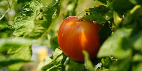 Gol! Atlanta: A Fundraising Campaign for Five Points Farm