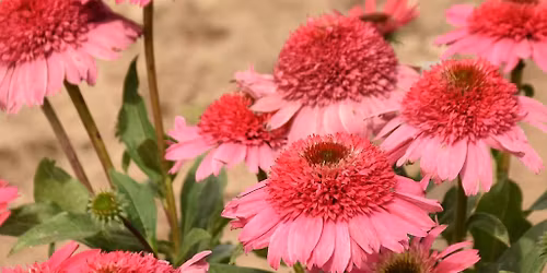 March Garden Club Meeting - Everyone Welcome