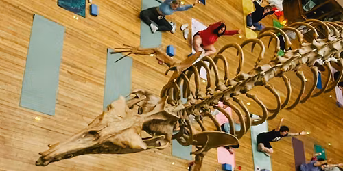 Movement in the Museum: Sun Salutations Yoga