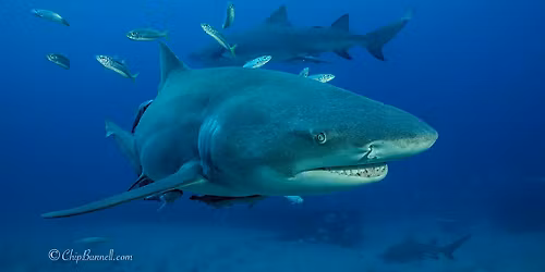 SFUPS Club 2025 Shark Dive Day