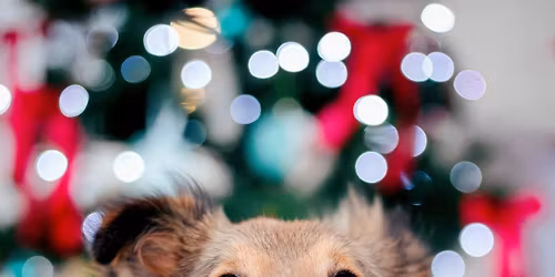 SRE Adventi Kih\u00edv\u00e1s \u00e9s Sheltie Kupa