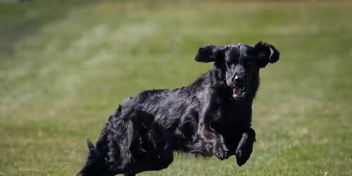 Medina Kennel Club Coursing Ability Tests