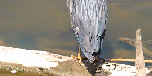 Birds, Boardwalks & Wetlands at Huntley Meadows