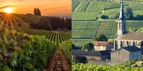 Pinot Noir Showdown: Oregon vs Burgundy