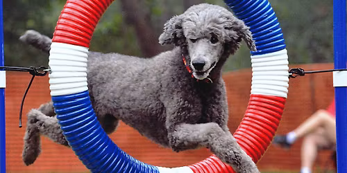 AKC Agility Trial by LDTC