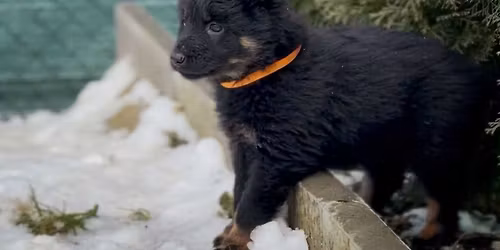 Chodsk\u00e1 \u0161t\u011b\u0148ata