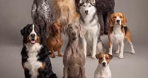 April Championship Shows