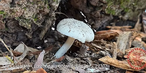 Fungi Foray with Jamie and Danja Derkenne