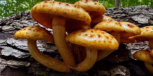 Mushroom Walk