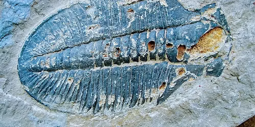 Fossil Treasures from the Burgess Shale- Paleontologist Talk with Dr. Jean Bernard Caron