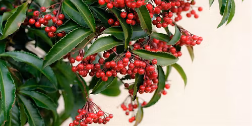 W**d Wrangle at Cuscowilla 2026