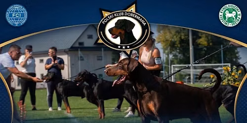 Show Doberman Klub Polska