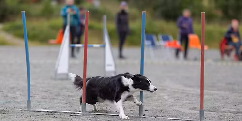 Sommerstevne agility Troms\u00f8 hundeklubb