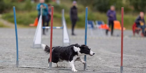 Sommerstevne agility Troms\u00f8 hundeklubb