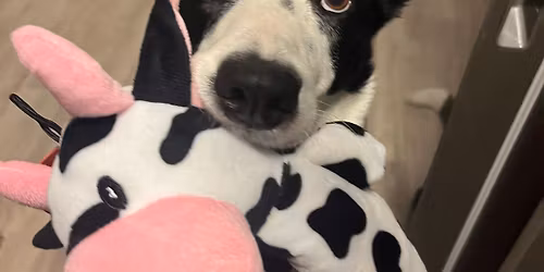 Fyndl\u00e5dan TEM2 beh\u00e5llare officiell nosework t\u00e4vling