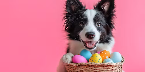 Doggy Easter Egg Hunt